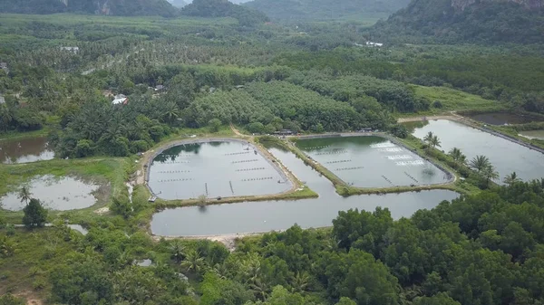 Aerial Flying Large Crab Farm Surrounded Endless Lush Tropical Forest — Stock Photo, Image