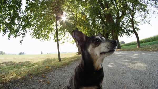 Chiudi Becco Bagliore Del Sole Adorabile Cagnolino Anziano Seduto Solo — Foto Stock