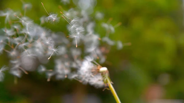 Неизвестный Человек Загадывает Желание Взрывает Хрупкий Цветок Одуванчика Воздух Пушистый — стоковое фото