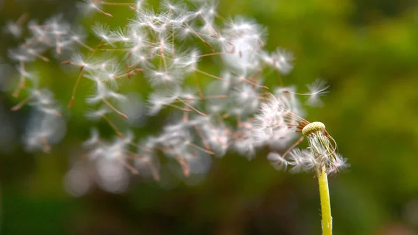 Close Dof Bolyhos Fehér Blowball Lesz Fújva Zöld Vidéket Erős — Stock Fotó