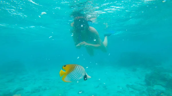 Pod Vodou Malé Žluté Tropické Ryby Živí Chlebem Vytrhány Potápěč — Stock fotografie
