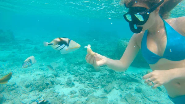 Underwater Close Diver Girl Offre Pezzo Pane Nutre Pesci Tropicali — Foto Stock