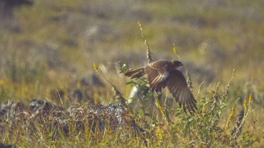 Kadar yakın, Dof: Büyük raptor kuş uçan muhteşem görüntüsünü Paskalya adasının uzak güneşli vahşi bir siyah kaya kapalı. Büyük kahverengi bir el değmemiş doğası Şili'de av yırtıcı kuş tüylü.