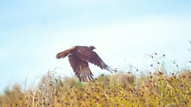 Kadar yakın, Dof: Büyük evcilleşmemiş kuş uçuş kapalı kuru bir çalı bozulmamış vahşi doğada Paskalya Adası alır. Nefes kesen bakir Şili bozkır geniş çayırlar üzerinde uçan kahverengi raptor kuş.