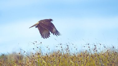 Kadar yakın, Dof: Majestic Chimango Caracara güneşli bir günde büyük bozkır içinde Şili ekilmemiş boş arazi üzerinde uçar. Şahin kuş avcılık Paskalya Adası muhteşem manzarada çevresinde büyük kahverengi tüylü.