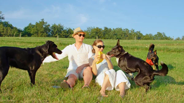 Chiens Noirs Énergiques Courir Autour Leurs Propriétaires Gais Assis Milieu — Photo