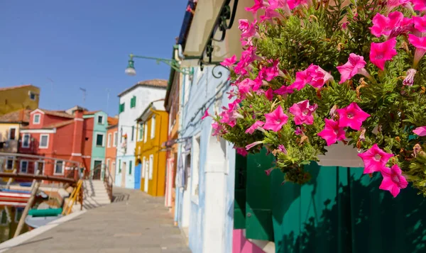 近在咫尺 夏天的阳光照耀着美丽的粉红色花朵种植在五颜六色的房子前 威尼斯 威尼斯运河旁的田园诗般的鲜花和历史悠久的意大利建筑 — 图库照片