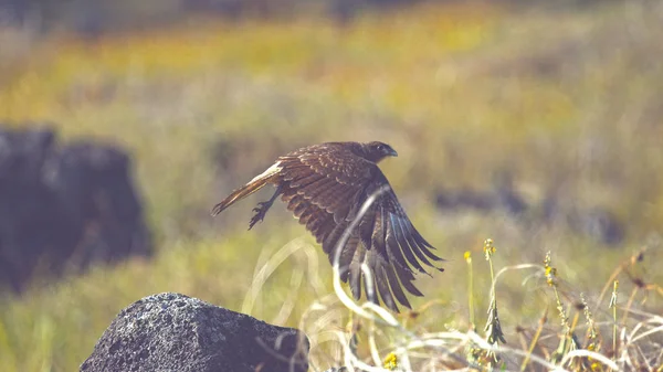 Close Dof Brown Feathered Bird Prey Takes Flight Sunny Steppe — Stock Photo, Image