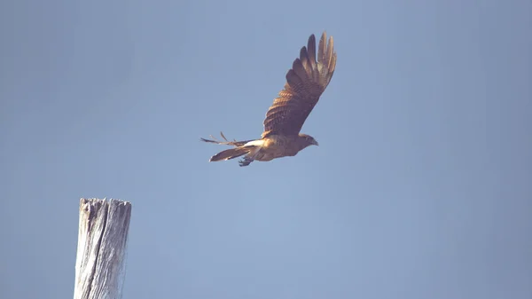 Dof Cerrar Majestuoso Pájaro Raptor Marrón Pie Poste Madera Despega —  Fotos de Stock