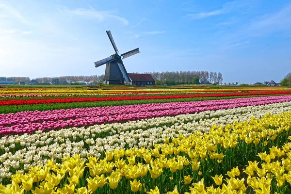 Piękny Strzał Samotny Wiatrak Środku Nieskończone Pola Kolorowe Tulipany Słoneczny — Zdjęcie stockowe
