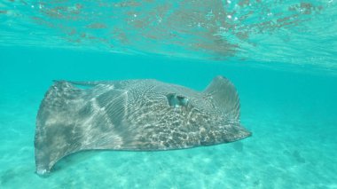 Su altında yakın çekim: beyaz kumlu plajları, Pasifik Okyanusu'nda bir Cennet Adası yakın turkuaz Denizi çevresinde yüzme güzel gri stingray. Serin yakın çekim meraklı egzotik deniz vahşi yaşam.