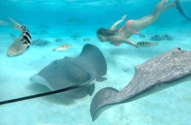 Sualtı: Bikini mükemmel turkuaz Okyanusu dostça yaban hayatı ile dalış neşeli beyaz bir kadın. Muhteşem mutlu kadın turist stingrays ve köpekbalıkları ile yüzme fotoğrafını Fransızca Polinezyası