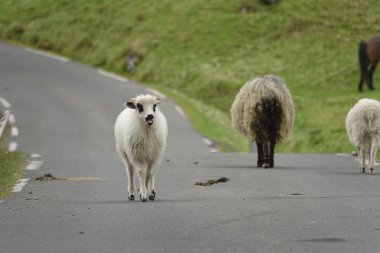 Beyaz ve siyah keçi diğer çiftlik hayvanları mera dolaşmak güzel kırsal çalışan asfalt yol boyunca yol gösterir. Koyun ve keçi kırsal manzara dolaşıp.