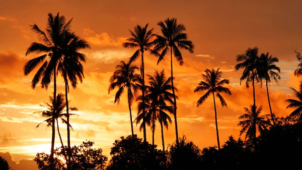Close Towering Palm Trees Stretch Out Picturesque Summer Evening Sky — Stok fotoğraf