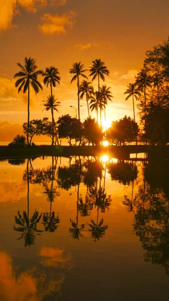 Vertical Aerial Beau Soleil Couchant Orange Brillant Sur Les Palmiers — Photo