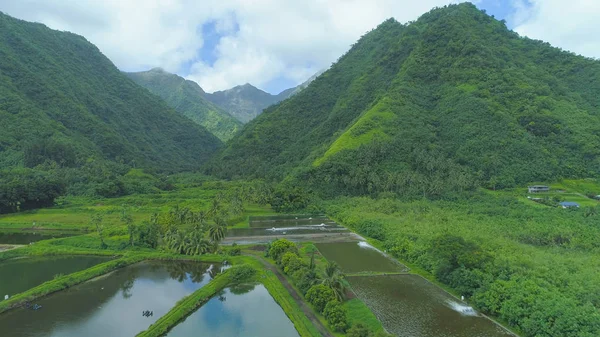 Anteni Yüksek Dağlar Fransız Polinezyası Küçük Karides Grupta Kare Gölet — Stok fotoğraf