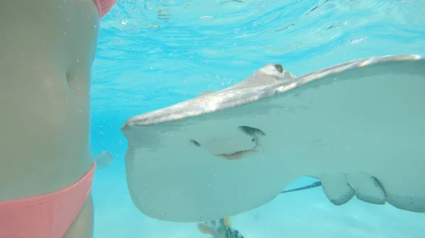 Underwater Close Gentle Stingray Comes Close Unrecognizable Young Woman Feeding — Stock Photo, Image