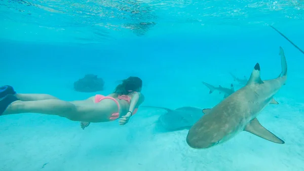 Underwater Female Snorkeler Observing Friendly Sharks Swimming Her Adventurous Woman — Stock Photo, Image