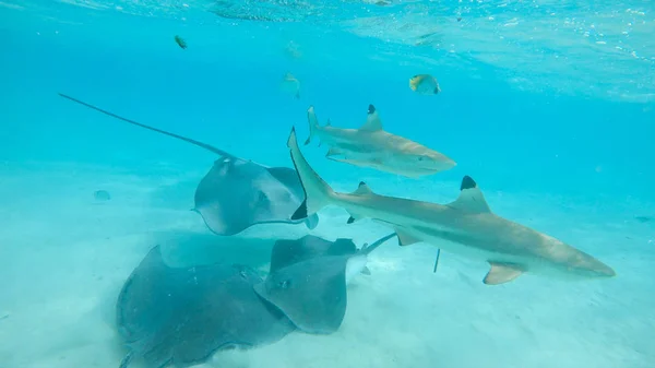 Compromisso Tubarões Arraias Nadam Redor Belo Mar Exótico Vista Deslumbrante — Fotografia de Stock