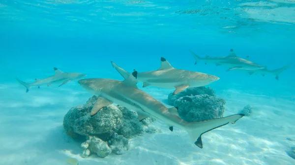 Água Superior Grupo Tubarões Ponta Preta Percorre Deslumbrante Oceano Cor — Fotografia de Stock