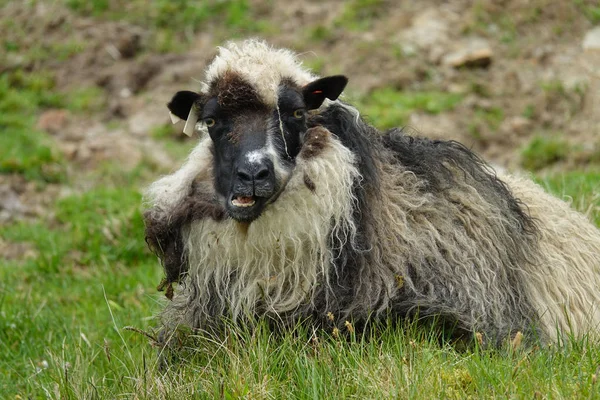 Close Adorable Sheep Black White Wool Resting Grass While Grazing — Stock Photo, Image