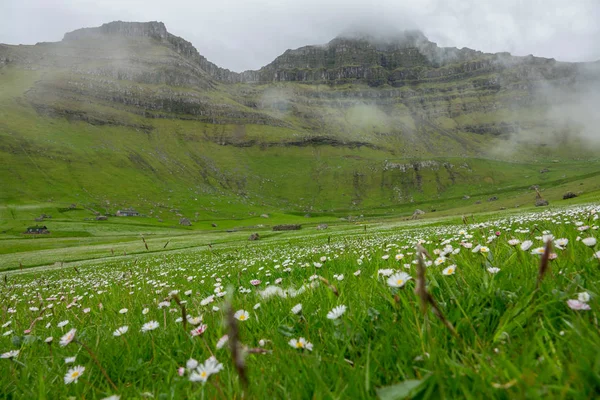 Low Angle Spectacular Field Daisies Stretches Vast Vibrant Green Valley — стокове фото