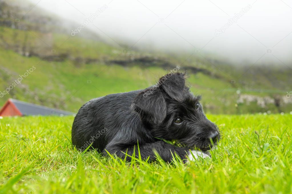 CLOSE UP, DOF: Cute black puppy chews on his toy in the large pasture on cloudy day in the picturesque mountains of Faroe Islands. Adorable shot of young dog playing with its toy in the countryside.