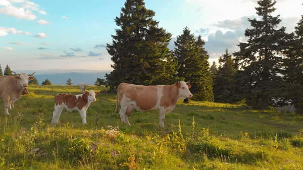 Hava: Alpleri'nde güneşli arazide otlayan beyaz ve kahverengi sığır sürüsü etrafında uçan. Nefes kesen kırsal ortasında geniş bir yeşil çayır ayakta yetişkin ve bebek inek çevreleyen.