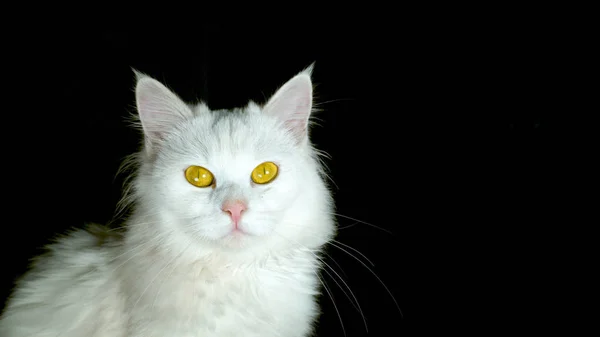 クローズ アップ 肖像画 素敵なアダルト白子猫印象的な黄色の目が暗闇の中で座っています 長い白いひげと愛らしい猫をすぐに冷却し 夜の毛皮の家の前に — ストック写真