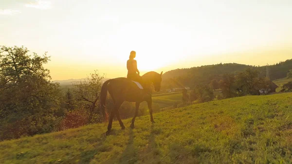 Aerial Lens Flare Bonitos Trots Cavalo Marrom Como Jovem Mulher — Fotografia de Stock