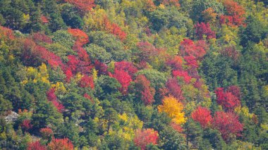 Hava: büyük New Hampshire vahşi doğada muhteşem sonbahar renkli forest doğru uçan. Tepenin kapsayan turuncu, yeşil ve kırmızı ağaç Kanopiler muhteşem görünümü.