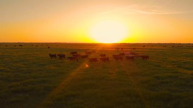 Anteni, Lens Flare: Uçan yukarıda geniş çimenli kırsal genelinde pastoral gün batımında geçirme inek sürüsü. California çayırlarda dolaşan sığır aydınlatıcı sıcak akşam güneş ışığı.
