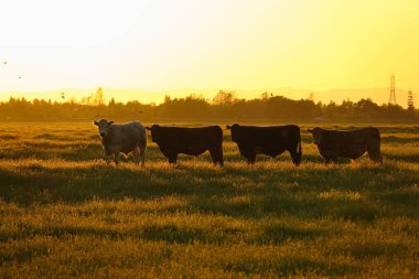 Hava: İnek sürüsü otlatmak pastoral mera altın günbatımında sakin Amerikan kırsal kesimde. Ismarlayarak doğrultusunda ayakta ve çayır üzerinde uçan kamera bakarak inek.