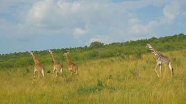 Hava: dört yetişkin zürafalar doğal Afrika vahşi kapsayan uzun otların arasında yürüyüş yakın uçan. Doğal ortamlarında güzel vahşi hayvanlar. Zürafalar çimenli ovaları geçerken.