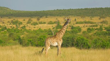 Anteni: Güzel uzun boyunlu ayakta hala vahşi doğada doğal Afrika ile büyük yetişkin zürafa. Ismarlayarak Binturongun doğal yaşam ortamı bir zürafa. Kırsal Kenya muhteşem vahşi hayvan.