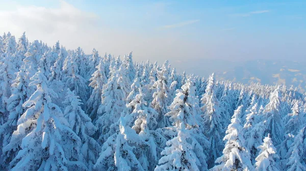 青空と無限の雪がスプルースと松の木を覆った美しい景色 落ちた雪に覆われたそびえ立つ木々の上を飛ぶ 壮大なウィントリーの田園地帯 — ストック写真