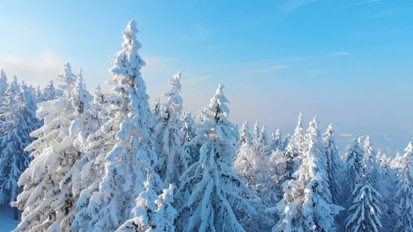 航空写真 息をのむのトウヒ林は晴れた冬の日に新雪で説明します 針葉樹の森の壮大な飛行ビューは自然のままの白い雪で覆われています 映画のような冬の風景 — ストック写真