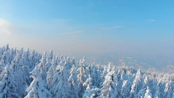 完璧な冬の日にスロベニアの美しい田園地帯に雪に覆われた木に飛んでいます 新雪パウダーは 寒山の息をのむ森林をカバーしています 見事な冬景色 — ストック写真