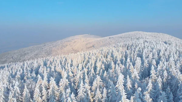 Anteni Manzara Kapsayan Karlı Çam Ağaçları Aydınlatma Parlak Kış Güneşi — Stok fotoğraf