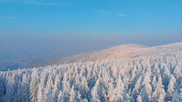 Hava Güzel Bozulmamış Karla Kaplı Çok Yüksek Çam Ağaçları Üzerinde — Stok fotoğraf