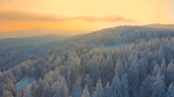 航空写真 美しい日の出に雪に覆われた森の中で孤独な木小屋の景色 スロベニア語壮大な夜の山の牧歌的な冬のワンダーランド 無限雪に覆われた森 — ストック写真