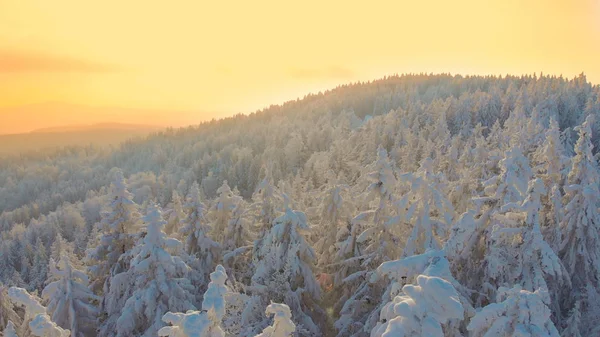 航空写真 黄金の夕日は壮観な山脈にまたがる雪に覆われた針葉樹林に輝いています 日の出雪梢の牧歌的な空中ショット 冬の荒野上空 — ストック写真