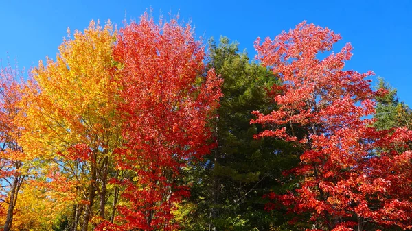 Longos Ramos Coloridos Árvores Caducas Que Estendem Para Céu Azul — Fotografia de Stock