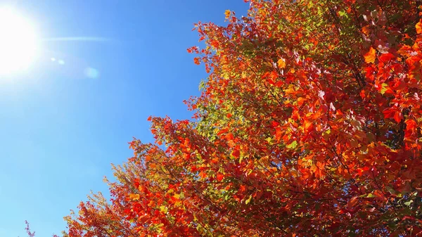 Lens Flare Warm Najaarszonnetje Schijnt Bladverliezende Bomen Verkleuren Platteland Val — Stockfoto