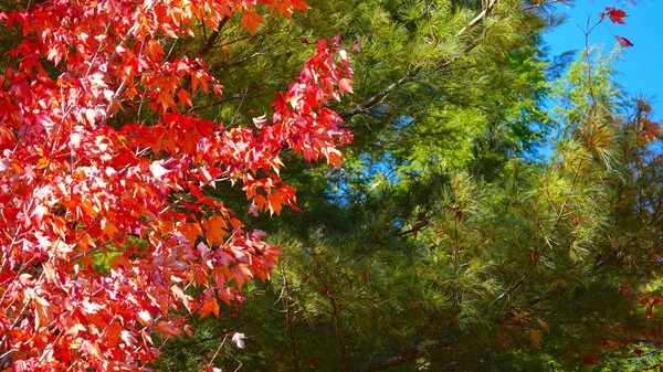 Κοντινό Πλάνο Όμορφο Γυρίζοντας Φύλλα Φωτίζονται Από Θερμό Φθινόπωρο Ακτίνες — Φωτογραφία Αρχείου