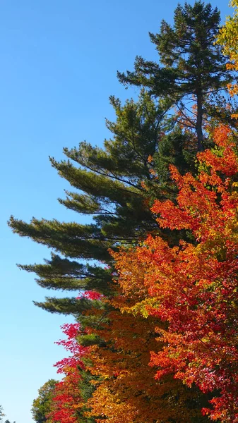 Árvores Caducas Altas Campo Vermont Mudando Suas Cores Sol Quente — Fotografia de Stock