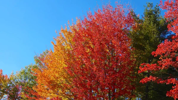 活気に満ちた木の天蓋は ニュー イングランドののどかな田園地帯の色の変化します カラフルな木の枝は 暖かい秋の午後に息をのむ風景を作成します 落葉広葉樹林の鮮やかな色 — ストック写真