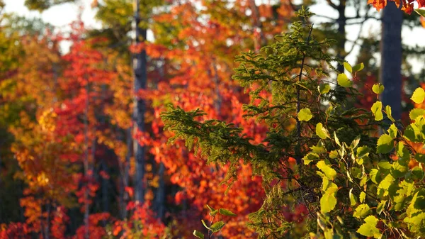 Fechar Dof Árvore Abeto Verde Que Destaca Floresta Decídua Colorida — Fotografia de Stock