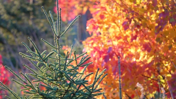 Närbild Dof Detaljerad Tall Omgiven Andra Träd Som Ändrar Sina — Stockfoto