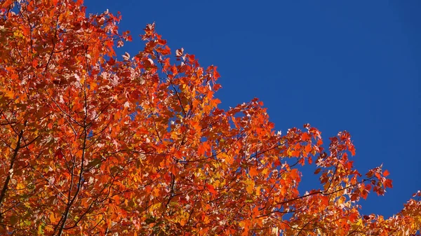 Bottom Close Laubwald Vermont Färbt Sich Idyllischen Herbstwetter Wunderschöner Blick — Stockfoto